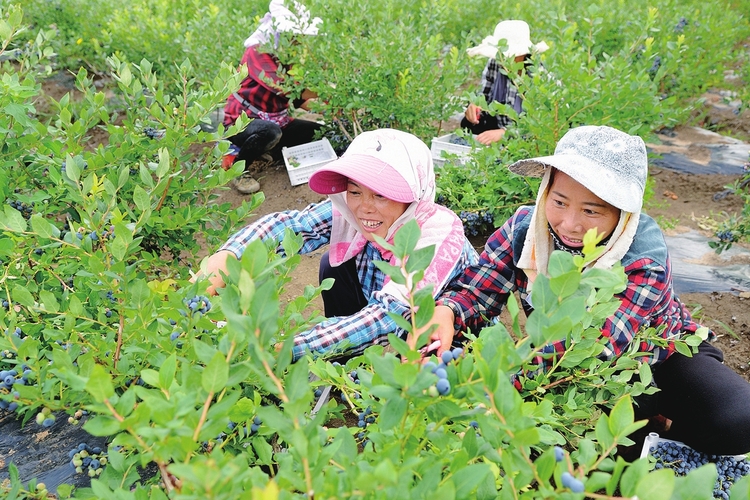 “浆果之王”放异彩——吉林省白山市大力发展蓝莓产业纪实