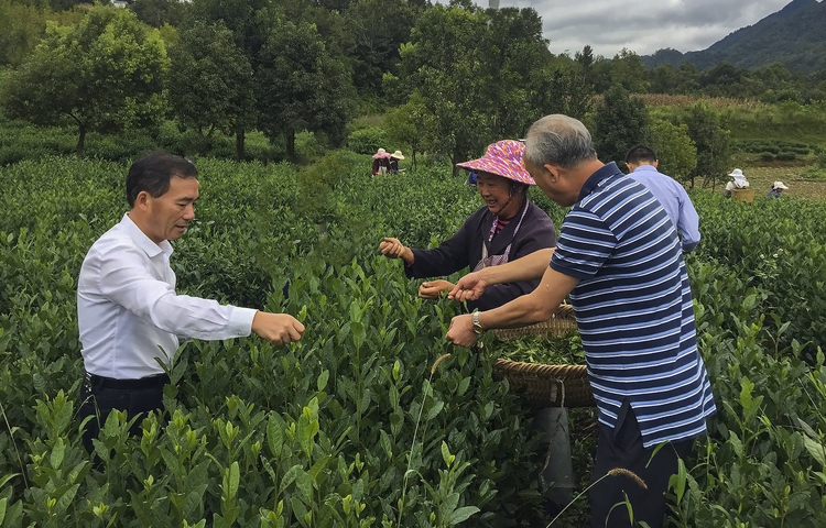 贵州：茶业专班到六枝特区开展茶业产业培训