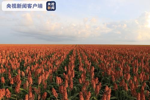 豐收北大荒 中華大糧倉 十大網(wǎng)紅大地號等您來“打卡”