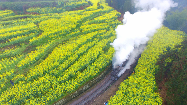 图片默认标题_fororder_4、小火车穿越花海--摄影-黎涛