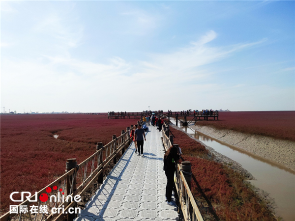 【幸福东北】盘锦红海滩已进入最佳观赏期 今年面积为去年四倍大