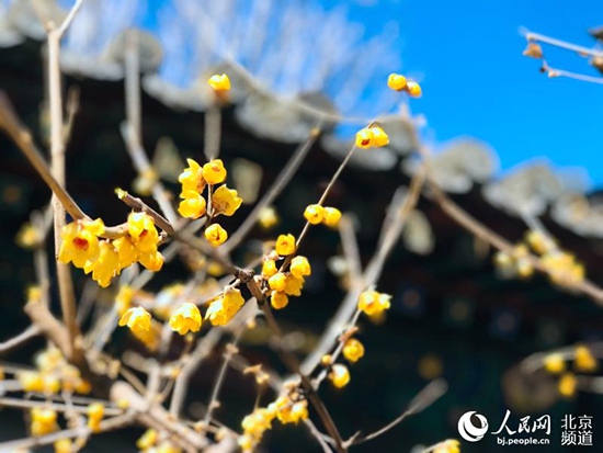 赏花攻略看这里 北京市属公园蜡梅本周陆续进入盛花期