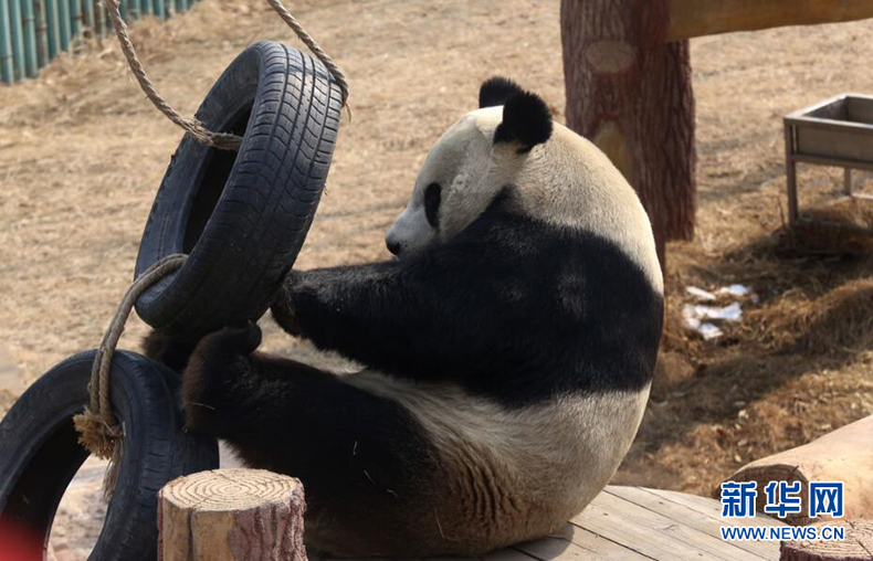 沈阳：大熊猫享受初春暖阳 憨态可掬惹人爱