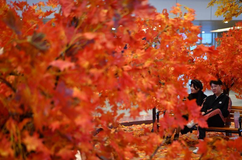 ห้างฯคุนหมิงเนรมิต “ป่าเมเปิ้ล” ดึงดูดชาวบ้านมาเที่ยวชม_fororder_0916fengye1