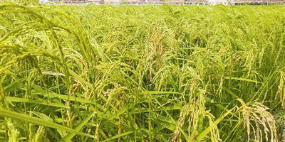 “海水稻”南繁材料4月底回青 青岛正做播种准备