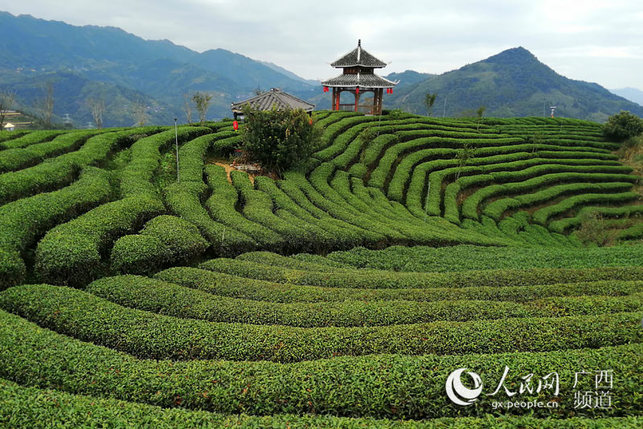 广西三江：茶山绿 茶农富