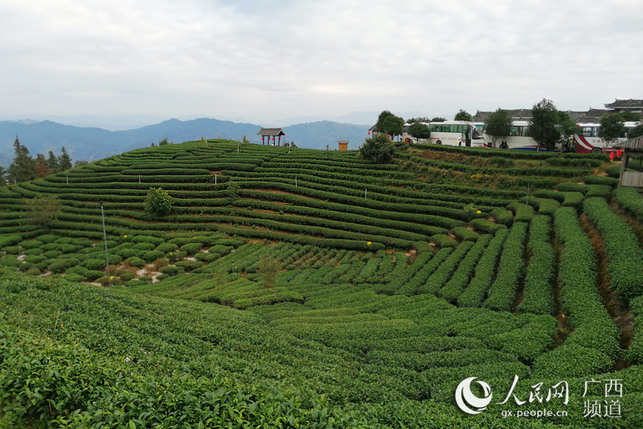 广西三江：茶山绿 茶农富