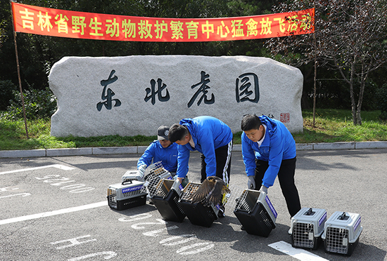 （有修改）【B】【吉04】吉林省野生动物救护繁育中心举行猛禽放飞活动