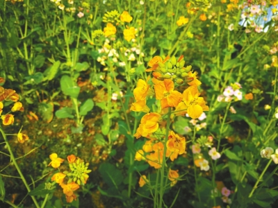 （焦点图，导航成都，移动端）成都公园城市建设已具雏形