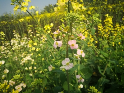 （焦点图，导航成都，移动端）成都公园城市建设已具雏形