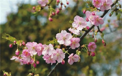 申城之春：河津樱红云一抹吐芬芳