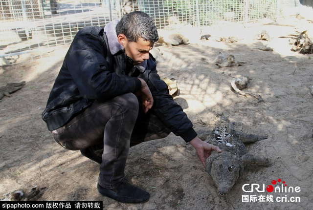 战火中的加沙动物园 遍地动物尸体触目惊心