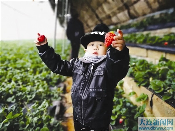 大连庄河国际草莓节开幕200多个采摘棚任您挑