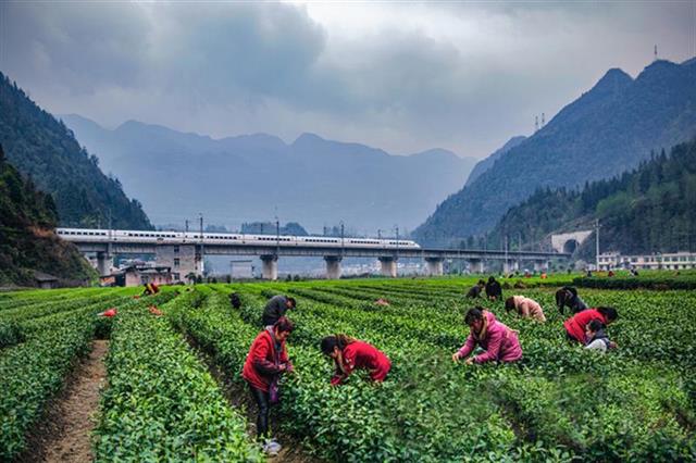 新茶价格涨三成 恩施玉露近32万亩春茶陆续开采