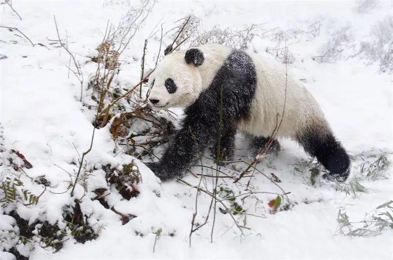 （导航成都）嘿 成都！