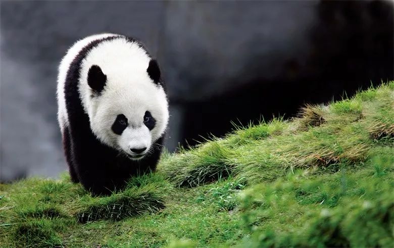 （导航成都）嘿 成都！