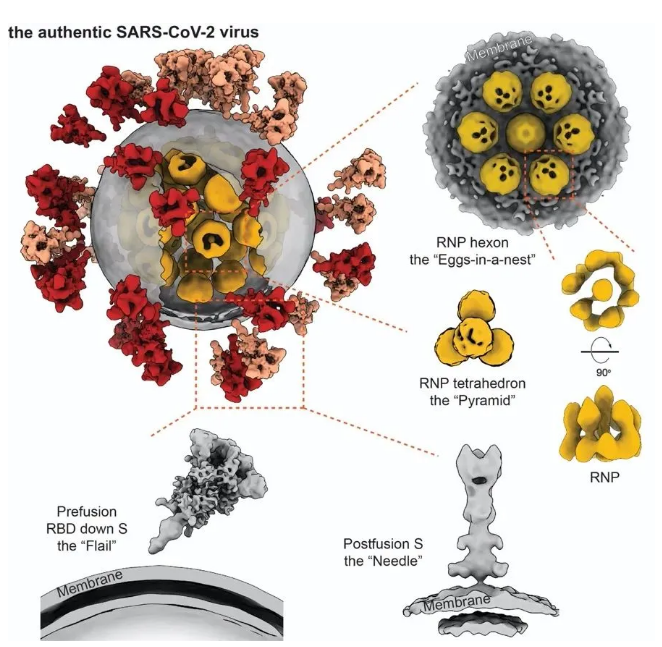 全球首个！ 我国揭示新冠病毒全病毒精细结构_fororder_微信截图_20200917125803