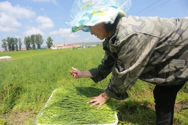 右玉小香葱：走出国门 富了农户