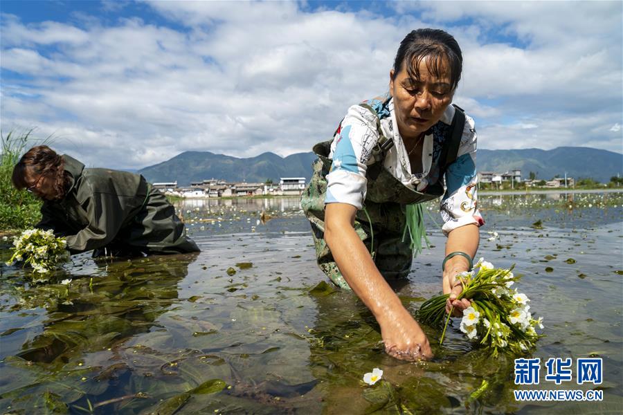 大理洱源：生态海菜助民增收