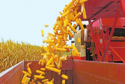 【要闻】农牧一体融合发展 河南省全株青贮玉米发力全产业链