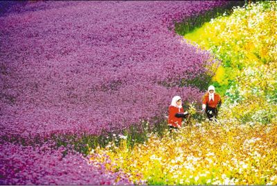 山村花海