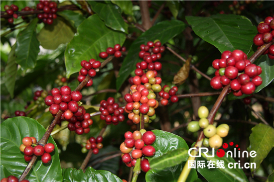 Hirup Kopi Pahit, Kenyam Kehidupan Bahagia_fororder_xk1