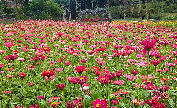 2020自贡市第五届观音湖百合花乡村旅游节开幕