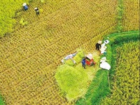 早稻增产：奠定全年粮食丰收基础