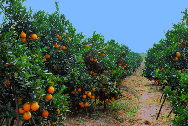 图片默认标题_fororder_3-柑橘基地