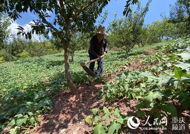 宽带通深山 发展路更宽 ——网络扶贫的重庆故事