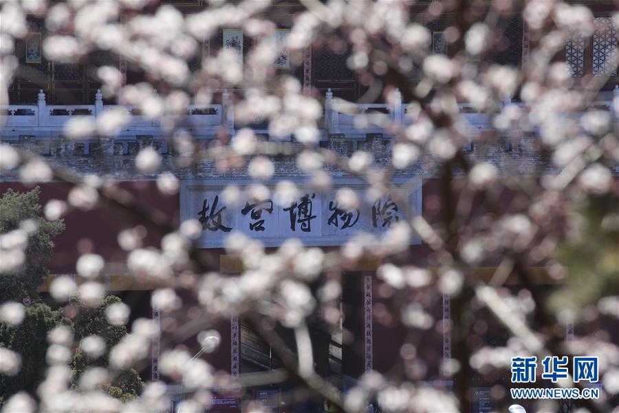 北京：桃花扮美三月天
