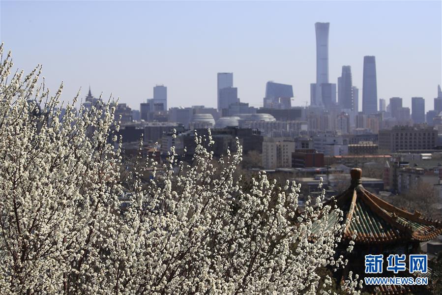 北京：桃花扮美三月天
