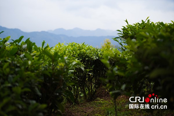 【A】广西凌云县：茶山金字塔生态农业旅游不断完善