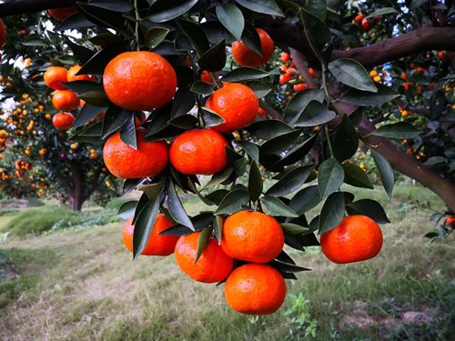 沪郊优质柑橘进八大公园直销 每斤只要1.9元