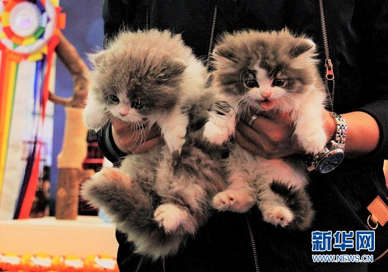 广州举办WCF国际名猫赛 名猫齐聚亮相