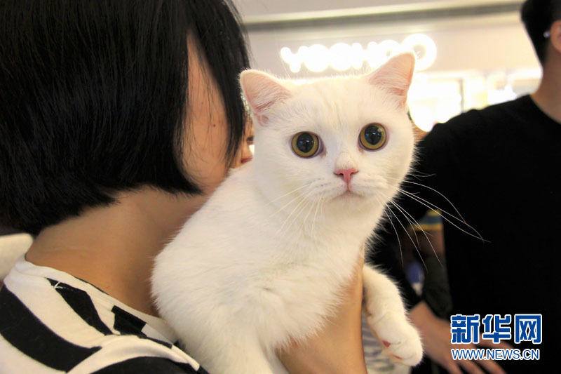 广州举办WCF国际名猫赛 名猫齐聚亮相