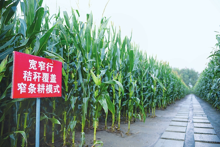 宽窄行种植方式有利于田间管理和作物通风透光条件,有效提高产量.