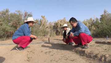 新华社：一年“吃土”200天的“沙漠美容师”