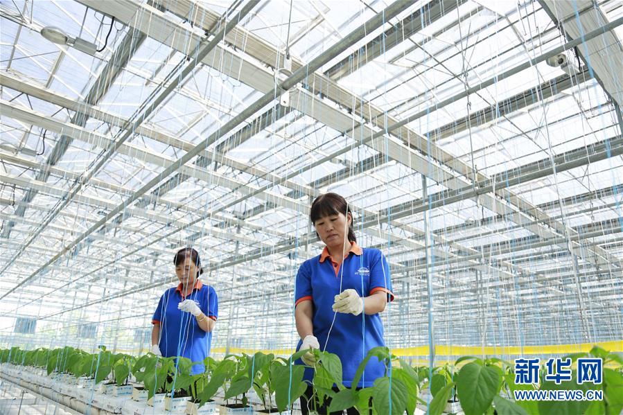 河北邢台：建设现代农业园区 助推农业高质量发展