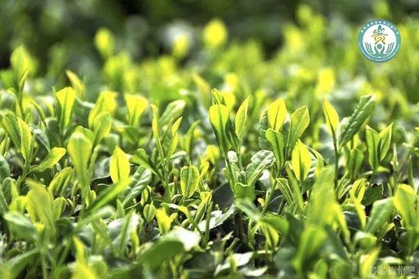 （网络扶贫公益广告稿件）产量全国第一的精品黔货——贵州茶成为贵州重要名片