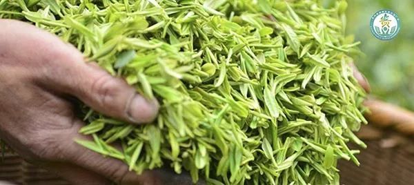 （网络扶贫公益广告稿件）产量全国第一的精品黔货——贵州茶成为贵州重要名片