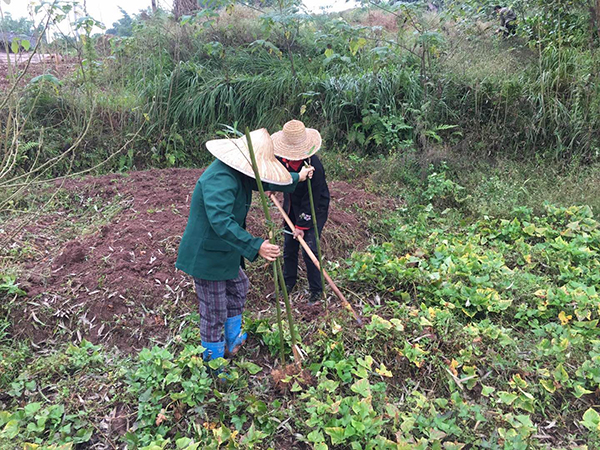 图片默认标题_fororder_村民们正忙着种植苦竹