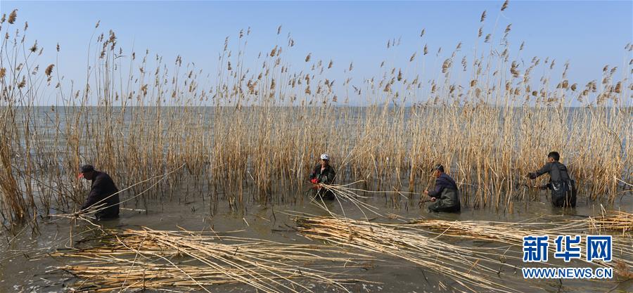 湖州：太湖芦苇收割忙