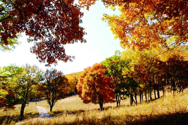 “十一”最特别的赏秋方式： 到神鹿山随梅花鹿的脚步乐赏五花山色