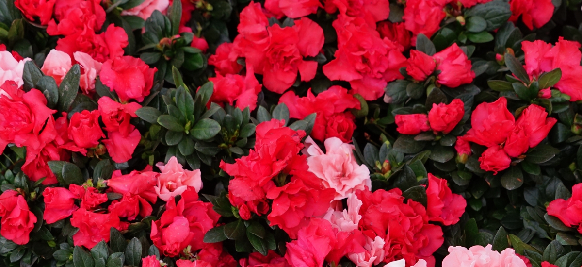 2018中外记者看惠济:聚焦河南花卉产业蓬勃发展 2018中外记者看惠济:聚焦河南花卉产业蓬勃发展_fororder_微信图片_20181206085624