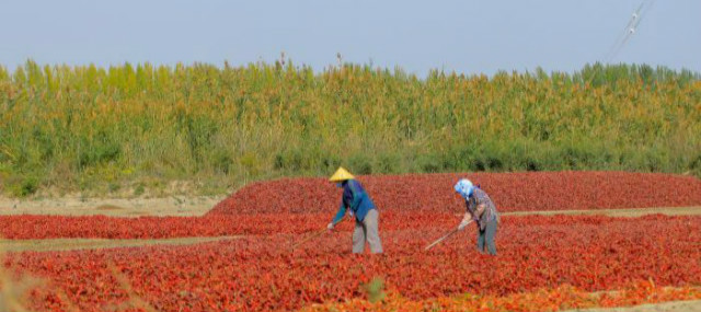 เกษตรกรซินเจียงยุ่งกับการเก็บพริก_fororder_0930xinjiang-4