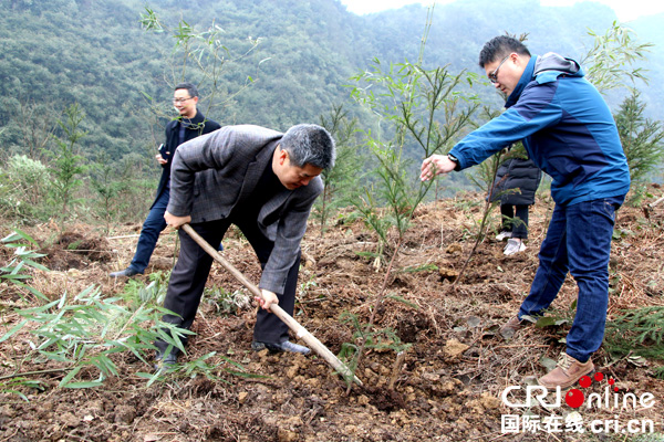 图片默认标题_fororder_栽种柳杉苗-（摄影-高学兵）