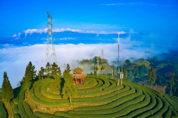 雅安雨城区草坝镇顶峰村:特色产业"敲开"致富门