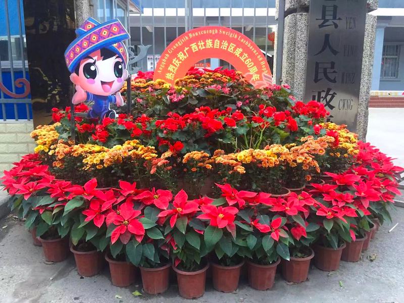 防城港市上思县张灯结彩喜迎广西壮族自治区成立60周年庆祝活动 防城港市上思县张灯结彩喜迎广西壮族自治区成立60周年庆祝活动
