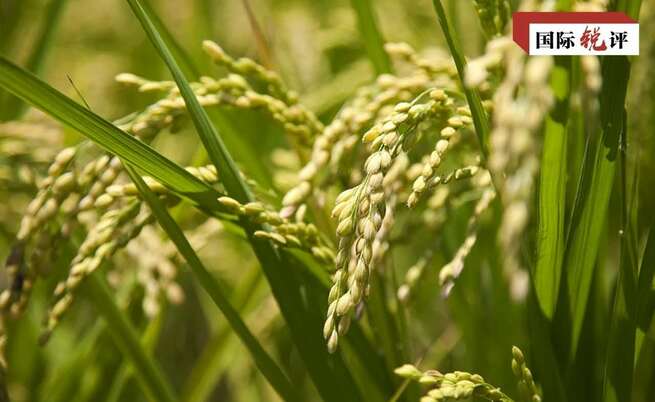 【CRI時評】今年の豊作が中国の食糧安全保障の確かさを証明_fororder_25216dcc784427aeec157bc46a827c0